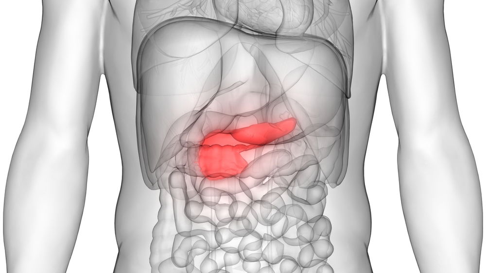 Transparent body with highlighted red pancreas