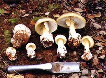 Deathcap mushrooms - warning
