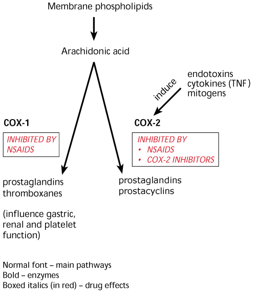 Cyclo oxygenase enzymes