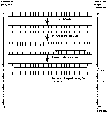 Polymerase chain reaction (pcr)