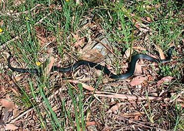 Red-bellied black snake