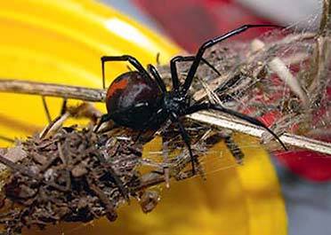 Redback spider