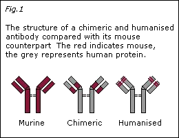 The structure of a chimeric and humanised antibody