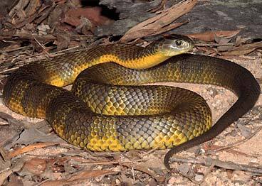 Tiger snake (Notechis scutatus)