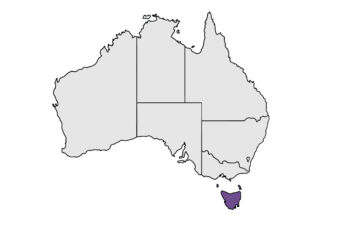 States-TASMANIA-Dreamtime-Creative
