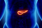 pancreas