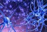 nerve cells main