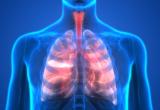 Lungs 3D