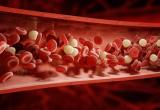 Blood vessel