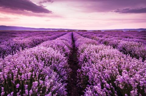 Are lavender oil capsules effective for anxiety?