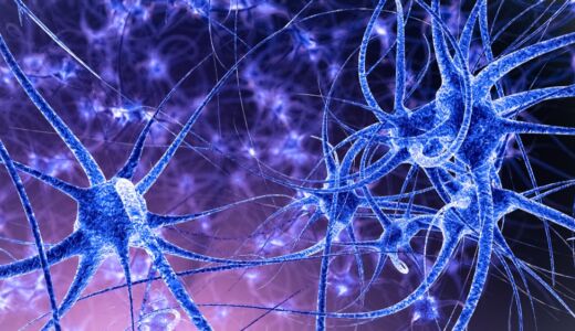 nerve cells main