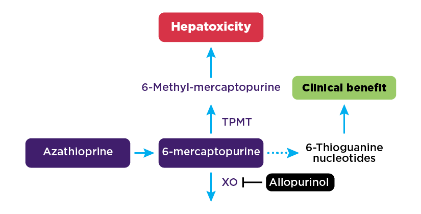 Thiopurine metabolism. Graphic version of information in preceding paragraphs