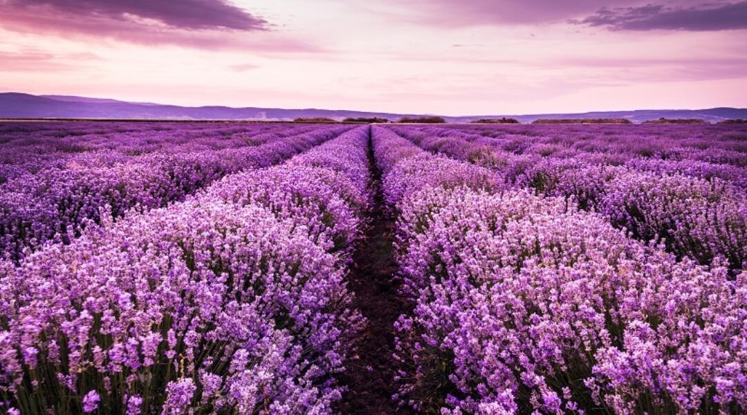 Are lavender oil capsules effective for anxiety?